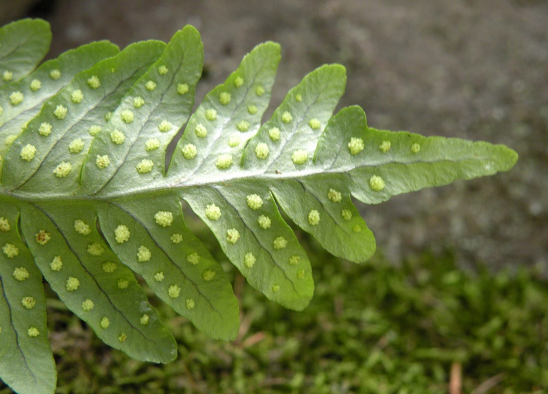 Polypodium vulgare